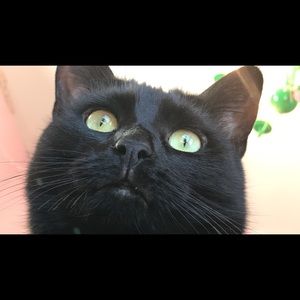 Meet your Posher, Abbigail